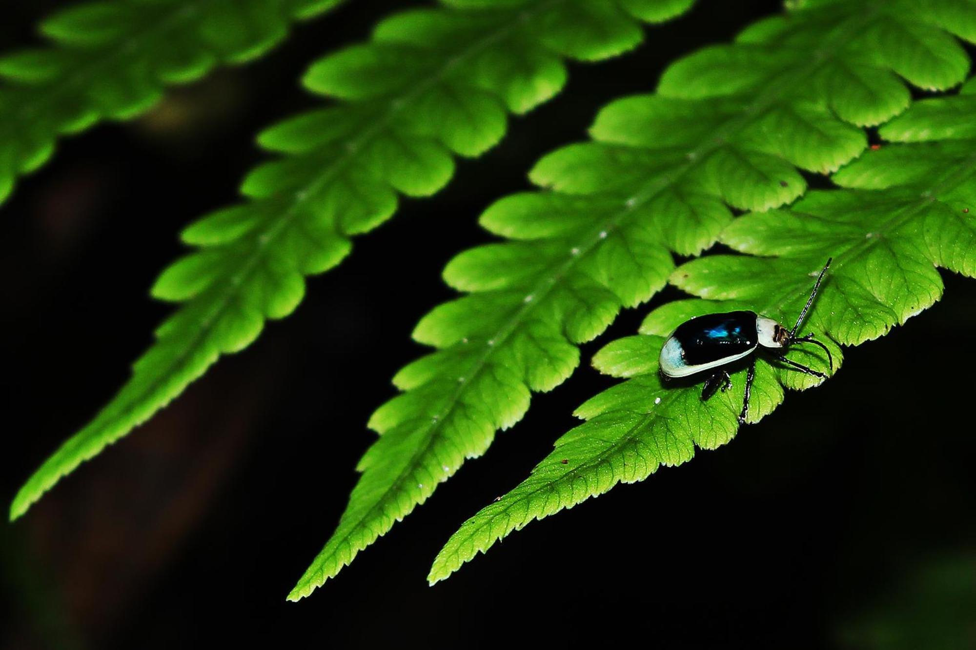 Mindo Green House Exterior foto